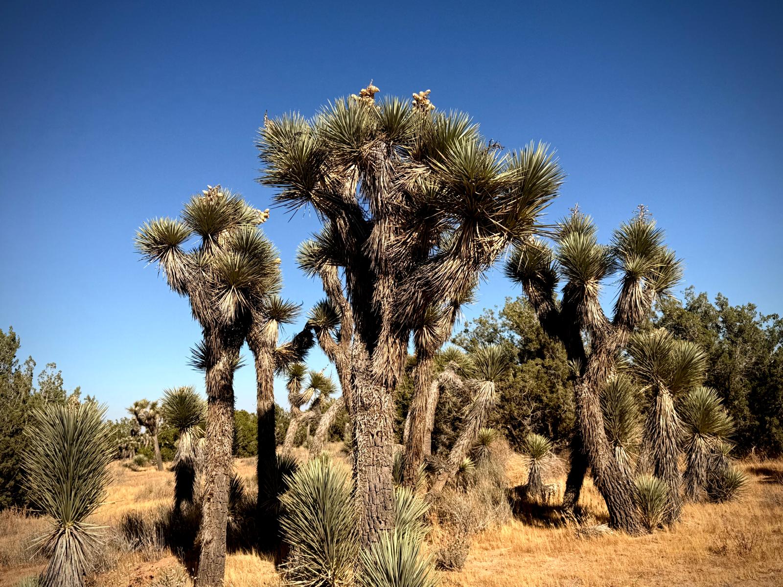 Joshua trees scattered across the open Mojave